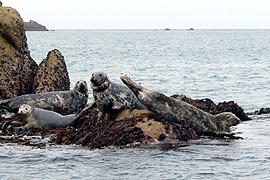 Seals on the Eastern Isles, Scilly, Cornwall.